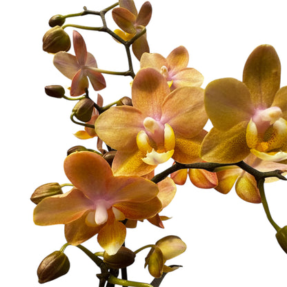 2️⃣6️⃣. SCENTED SMALL multiflora orchid-TIGER leaves