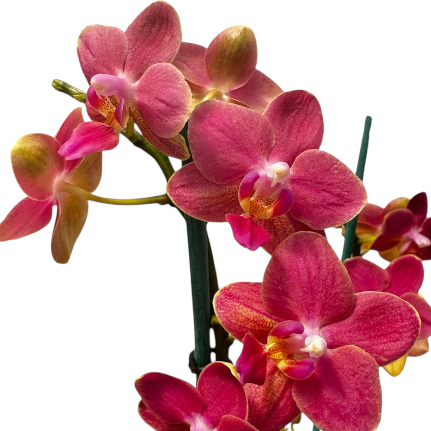 2️⃣9️⃣. Scented MEDIUM Phalaenopsis Orchid Collection – Mixed Colours (12 cm Pot, 50 cm Tall)