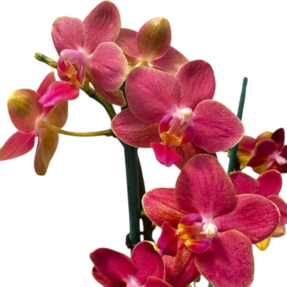 2️⃣9️⃣. Scented MEDIUM Phalaenopsis Orchid Collection – Mixed Colours (12 cm Pot, 50 cm Tall)