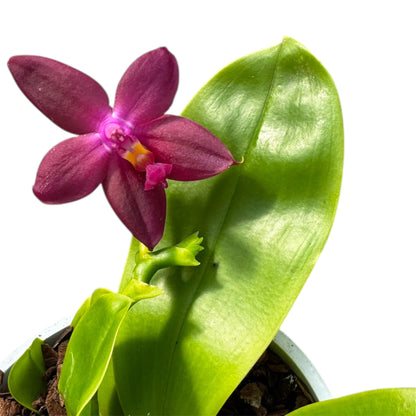 103. Rare Phalaenopsis Violacea Orchid – 20cm Tall Fragrant Purple Blooms