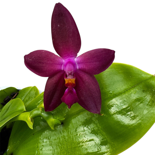 Phalaenopsis Violacea Orchid – NOT IN BLOOM – Mixed Colour – Approx. 20cm Tall – Fragranced