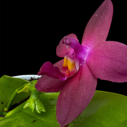103. Rare Phalaenopsis Violacea Orchid – 20cm Tall Fragrant Purple Blooms