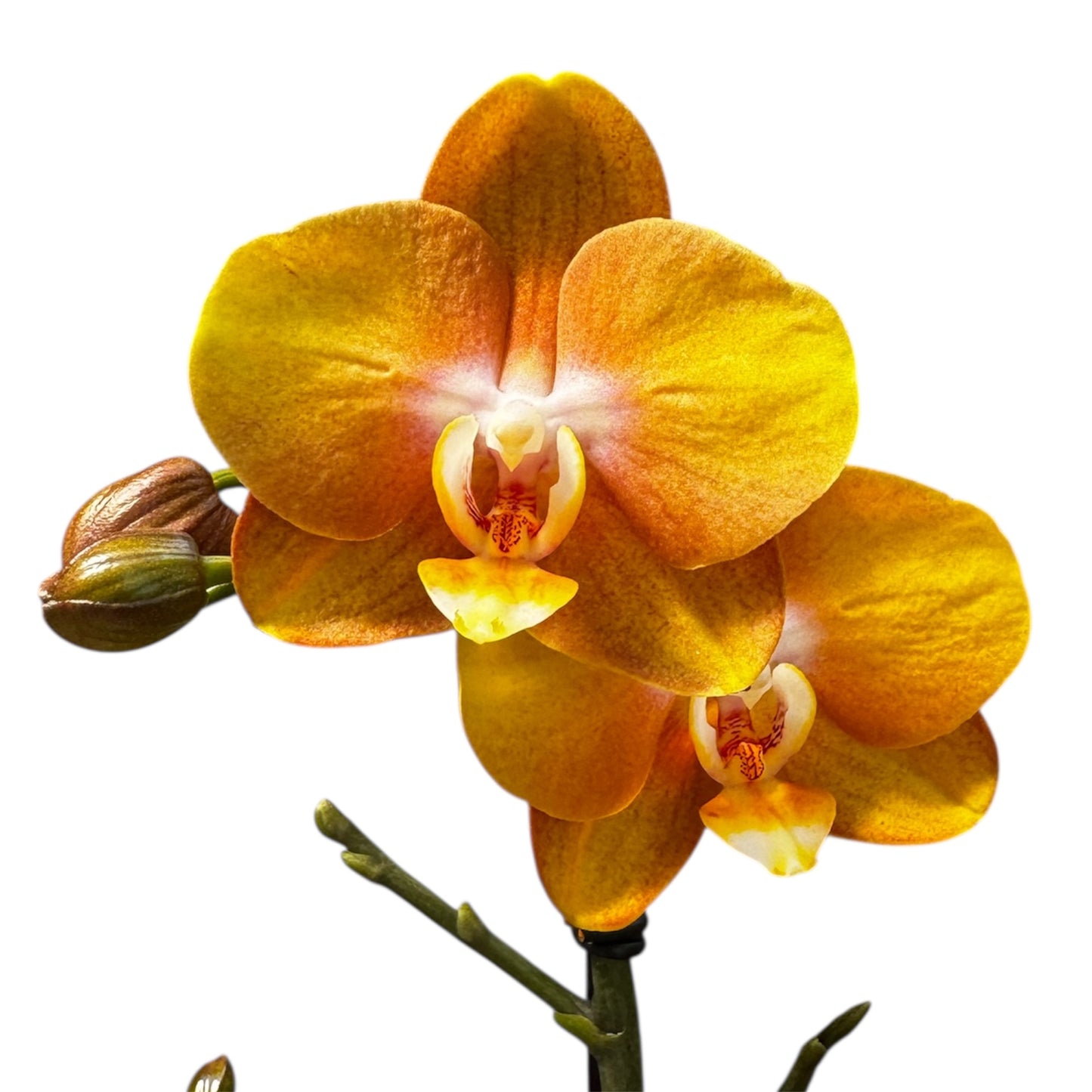 9️⃣. Las Vegas Double Plant Orchid – 45 cm Tall Live Plant Orchid with Stunning Blooms