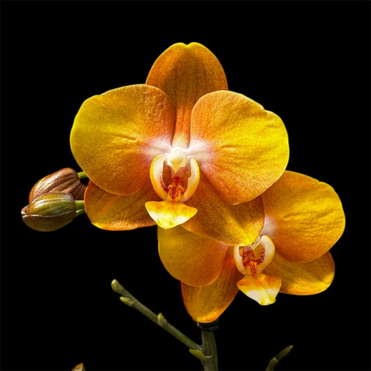 9️⃣. Las Vegas Double Plant Orchid – 45 cm Tall Live Plant Orchid with Stunning Blooms