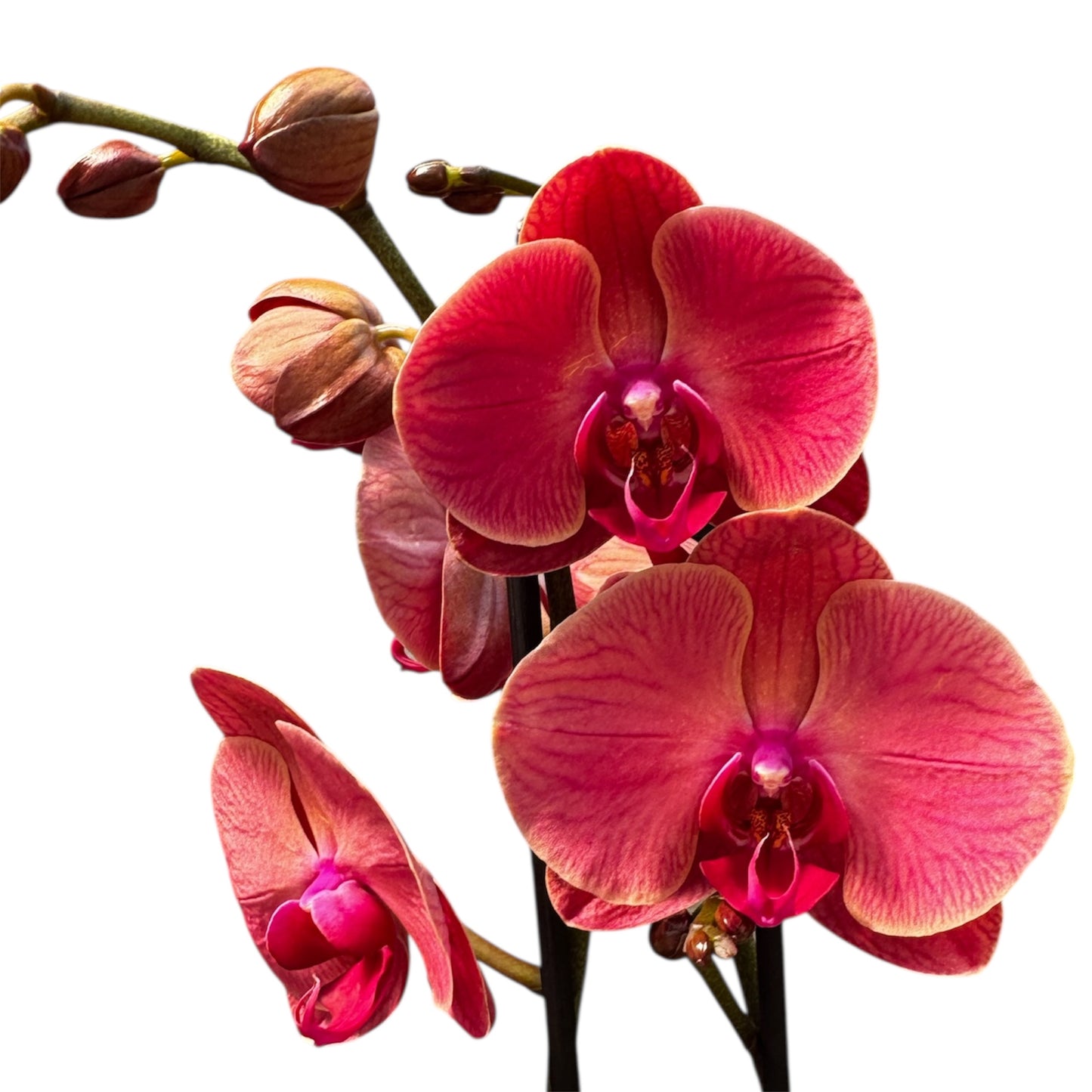 103. Asian Coral Phalaenopsis Orchid – 60 cm Tall, 12 cm Nursery Pot