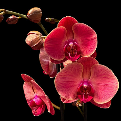103. Asian Coral Phalaenopsis Orchid – 60 cm Tall, 12 cm Nursery Pot