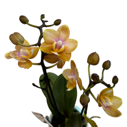 2️⃣.  ‘Scented Tiny Doll’ Phalaenopsis Orchid– 25cm Tall | 7cm Pot | 2 Spike Live Flowering Mini Orchid (Mixed Colours)
