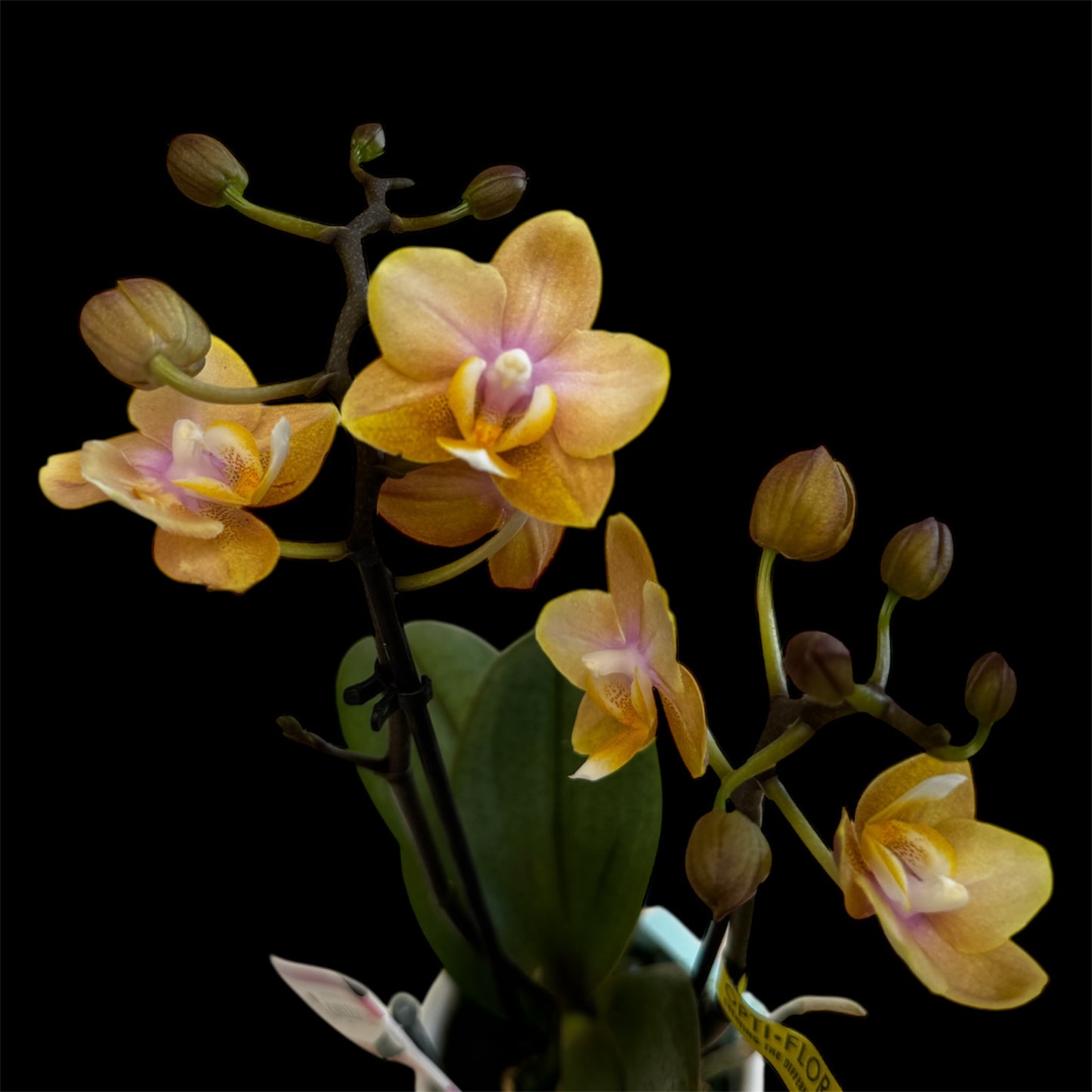 2️⃣.  ‘Scented Tiny Doll’ Phalaenopsis Orchid– 25cm Tall | 7cm Pot | 2 Spike Live Flowering Mini Orchid (Mixed Colours)