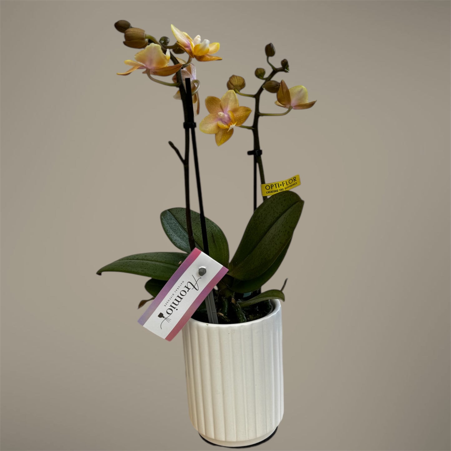 2️⃣.  ‘Scented Tiny Doll’ Phalaenopsis Orchid– 25cm Tall | 7cm Pot | 2 Spike Live Flowering Mini Orchid (Mixed Colours)