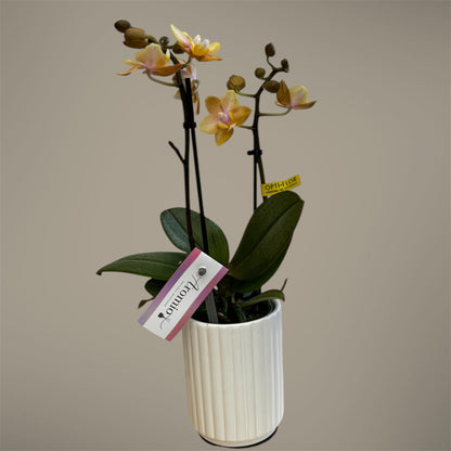 2️⃣.  ‘Scented Tiny Doll’ Phalaenopsis Orchid– 25cm Tall | 7cm Pot | 2 Spike Live Flowering Mini Orchid (Mixed Colours)