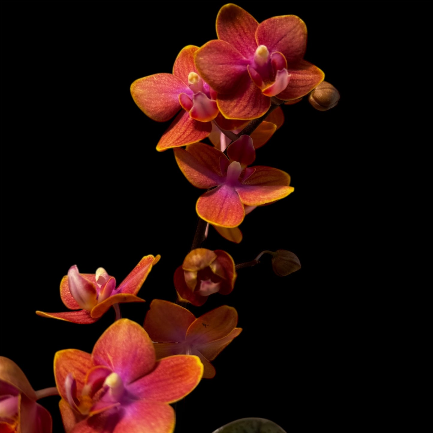 2️⃣.  ‘Scented Tiny Doll’ Phalaenopsis Orchid– 25cm Tall | 7cm Pot | 2 Spike Live Flowering Mini Orchid (Mixed Colours)