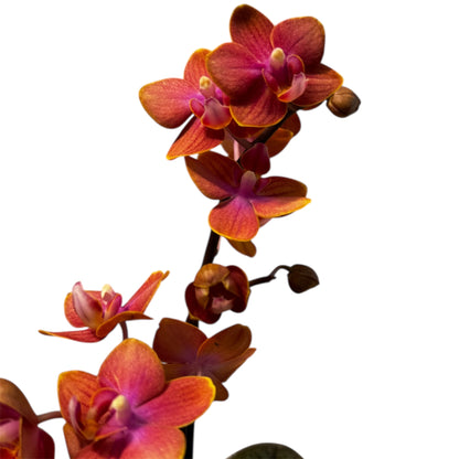 2️⃣.  ‘Scented Tiny Doll’ Phalaenopsis Orchid– 25cm Tall | 7cm Pot | 2 Spike Live Flowering Mini Orchid (Mixed Colours)