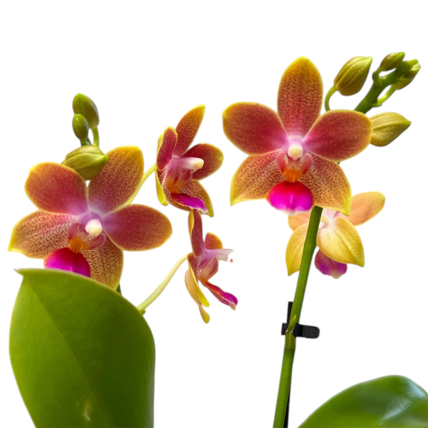 2️⃣.  ‘Scented Tiny Doll’ Phalaenopsis Orchid– 25cm Tall | 7cm Pot | 2 Spike Live Flowering Mini Orchid (Mixed Colours)