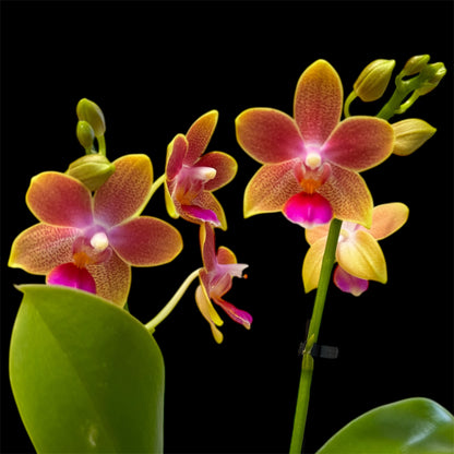 2️⃣.  ‘Scented Tiny Doll’ Phalaenopsis Orchid– 25cm Tall | 7cm Pot | 2 Spike Live Flowering Mini Orchid (Mixed Colours)