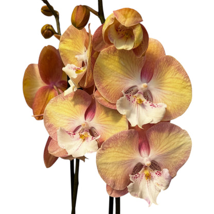 3️⃣0️⃣. Phalaenopsis Rainbow Unicorn  - BIG LIP ORCHID (pet friendly)