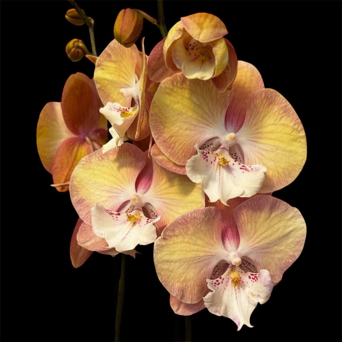 3️⃣0️⃣. Phalaenopsis Rainbow Unicorn  - BIG LIP ORCHID (pet friendly)