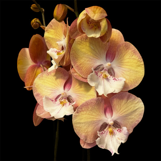 3️⃣0️⃣. Phalaenopsis Rainbow Unicorn  - BIG LIP ORCHID (pet friendly)