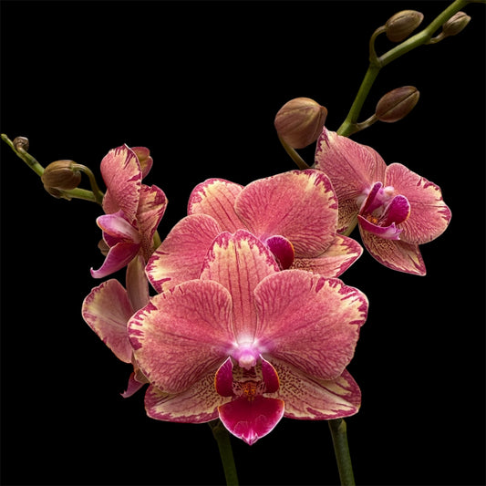 5️⃣7️⃣. Pirate Picotee Orchid 2 orchids in 1 plant pot– 45cm Tall, 12cm Nursery Pot