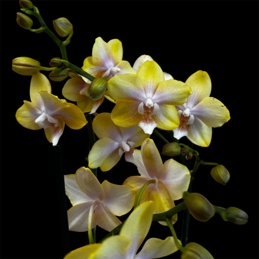 3️⃣7️⃣. Bolgheri Lemon Phalaenopsis Orchid – Rare Pastel Yellow Beauty (12 cm Nursery Pot, 50 cm Tall)