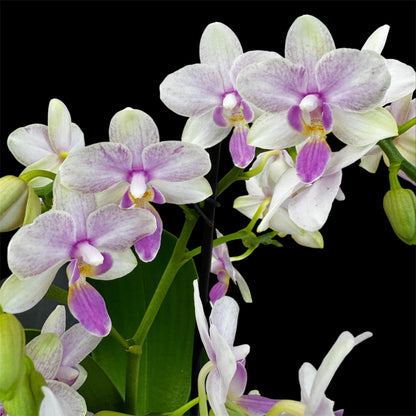 4️⃣2️⃣. Dazzling Collection Phalaenopsis Orchid – Mixed Colours | 35cm Tall | 12cm Nursery Pot