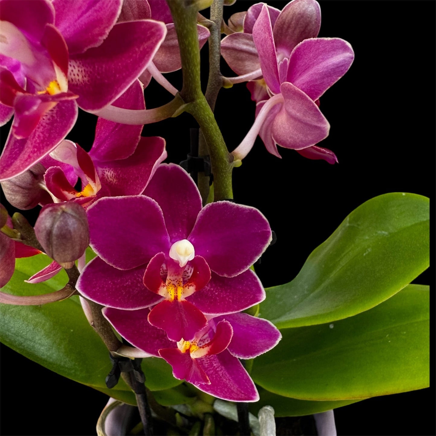 2️⃣.  ‘Scented Tiny Doll’ Phalaenopsis Orchid– 25cm Tall | 7cm Pot | 2 Spike Live Flowering Mini Orchid (Mixed Colours)