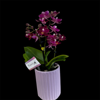 2️⃣.  ‘Scented Tiny Doll’ Phalaenopsis Orchid– 25cm Tall | 7cm Pot | 2 Spike Live Flowering Mini Orchid (Mixed Colours)