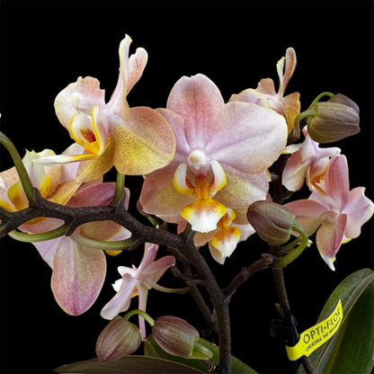 2️⃣.  ‘Scented Tiny Doll’ Phalaenopsis Orchid– 25cm Tall | 7cm Pot | 2 Spike Live Flowering Mini Orchid (Mixed Colours)