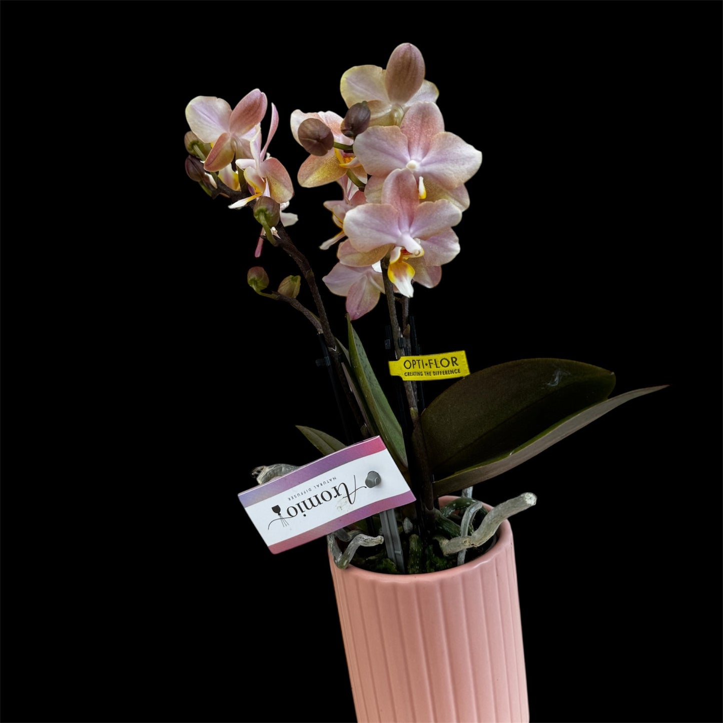 2️⃣.  ‘Scented Tiny Doll’ Phalaenopsis Orchid– 25cm Tall | 7cm Pot | 2 Spike Live Flowering Mini Orchid (Mixed Colours)