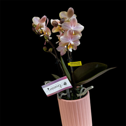 2️⃣.  ‘Scented Tiny Doll’ Phalaenopsis Orchid– 25cm Tall | 7cm Pot | 2 Spike Live Flowering Mini Orchid (Mixed Colours)