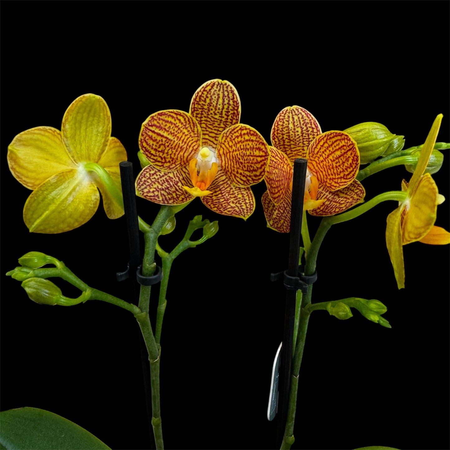 4️⃣3️⃣. Indian Summer Phalaenopsis Orchid – Warm Amber Blooms (12 cm Nursery Pot, 40 cm Tall)