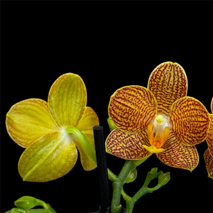 5️⃣4️⃣. Small Phalaenopsis Orchid Mix – Famous Varieties | 9cm Nursery Pot | Single Spike Live Flowering Orchid (Pet Friendly)