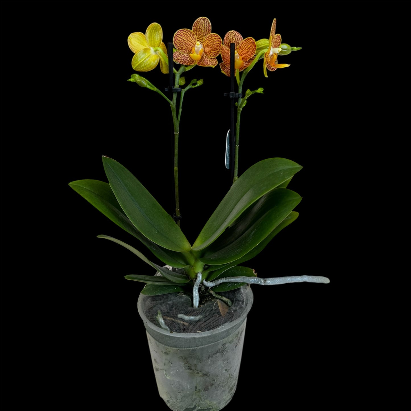 4️⃣3️⃣. Indian Summer Phalaenopsis Orchid – Warm Amber Blooms (12 cm Nursery Pot, 40 cm Tall)