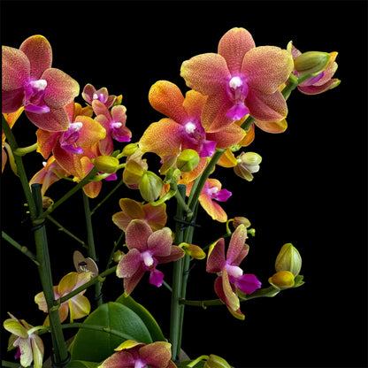 3️⃣6️⃣.Duetto Orchids – Double the Elegance in One Pot | 50cm Tall | 17cm Nursery Pot | Live Flowering Indoor Plant