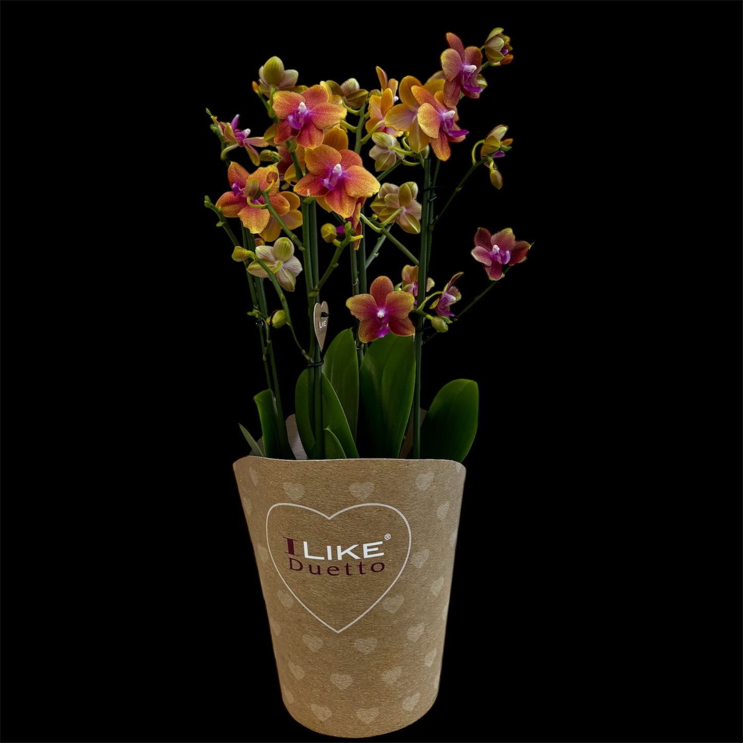 3️⃣6️⃣.Duetto Orchids – Double the Elegance in One Pot | 50cm Tall | 17cm Nursery Pot | Live Flowering Indoor Plant