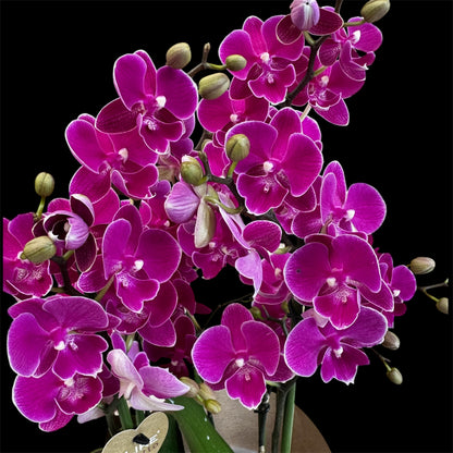 3️⃣6️⃣.Duetto Orchids – Double the Elegance in One Pot | 50cm Tall | 17cm Nursery Pot | Live Flowering Indoor Plant