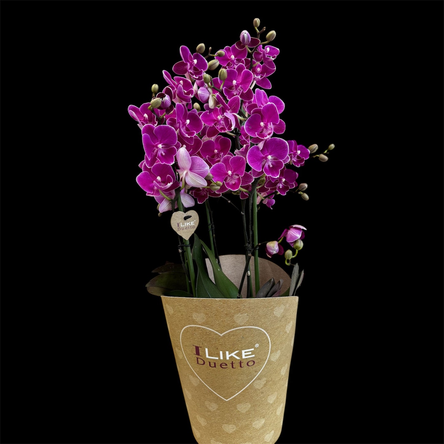 3️⃣6️⃣.Duetto Orchids – Double the Elegance in One Pot | 50cm Tall | 17cm Nursery Pot | Live Flowering Indoor Plant