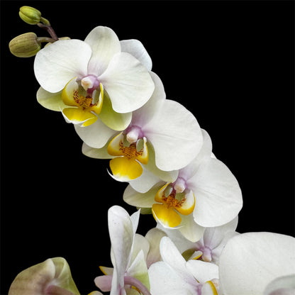 3️⃣6️⃣.Duetto Orchids – Double the Elegance in One Pot | 50cm Tall | 17cm Nursery Pot | Live Flowering Indoor Plant