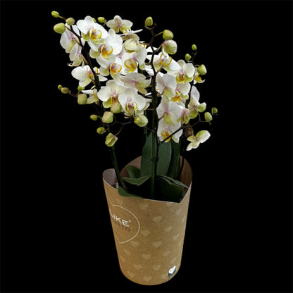 3️⃣6️⃣.Duetto Orchids – Double the Elegance in One Pot | 50cm Tall | 17cm Nursery Pot | Live Flowering Indoor Plant