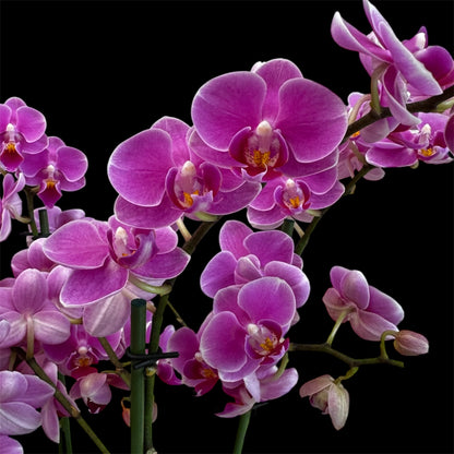 3️⃣6️⃣.Duetto Orchids – Double the Elegance in One Pot | 50cm Tall | 17cm Nursery Pot | Live Flowering Indoor Plant
