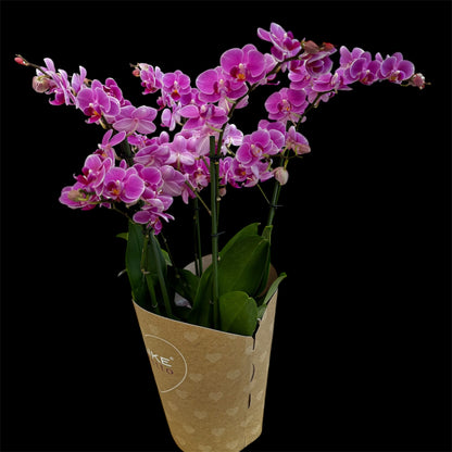 3️⃣6️⃣.Duetto Orchids – Double the Elegance in One Pot | 50cm Tall | 17cm Nursery Pot | Live Flowering Indoor Plant
