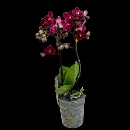 4️⃣4️⃣. 🦁 Optimost Red Lion Orchid  45-50 cm