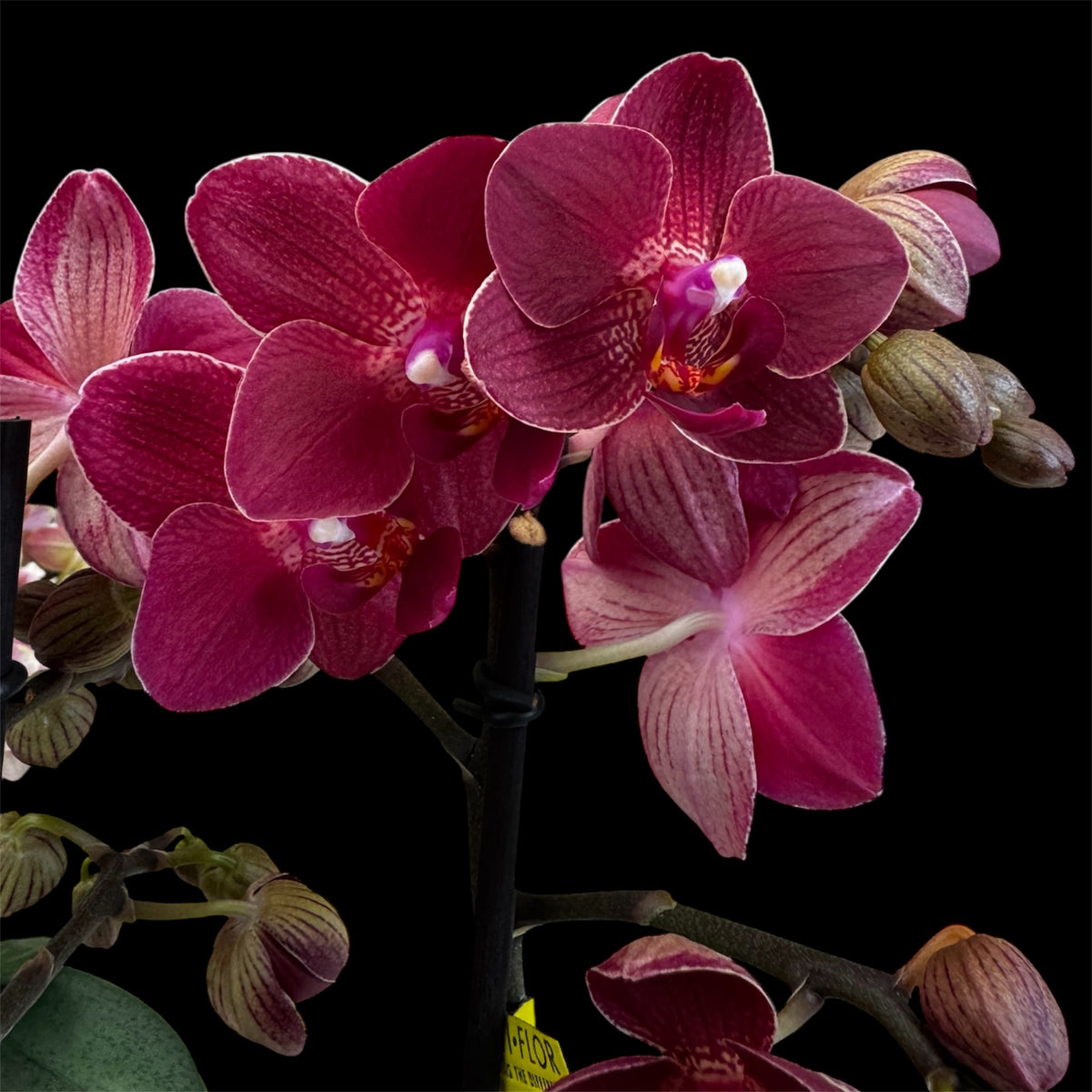4️⃣4️⃣. 🦁 Optimost Red Lion Orchid  45-50 cm