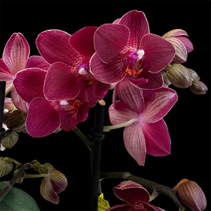 4️⃣4️⃣. 🦁 Optimost Red Lion Orchid  45-50 cm