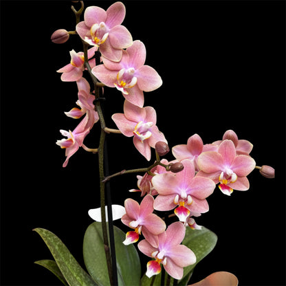 2️⃣9️⃣. Scented MEDIUM Phalaenopsis Orchid Collection – Mixed Colours (12 cm Pot, 50 cm Tall)