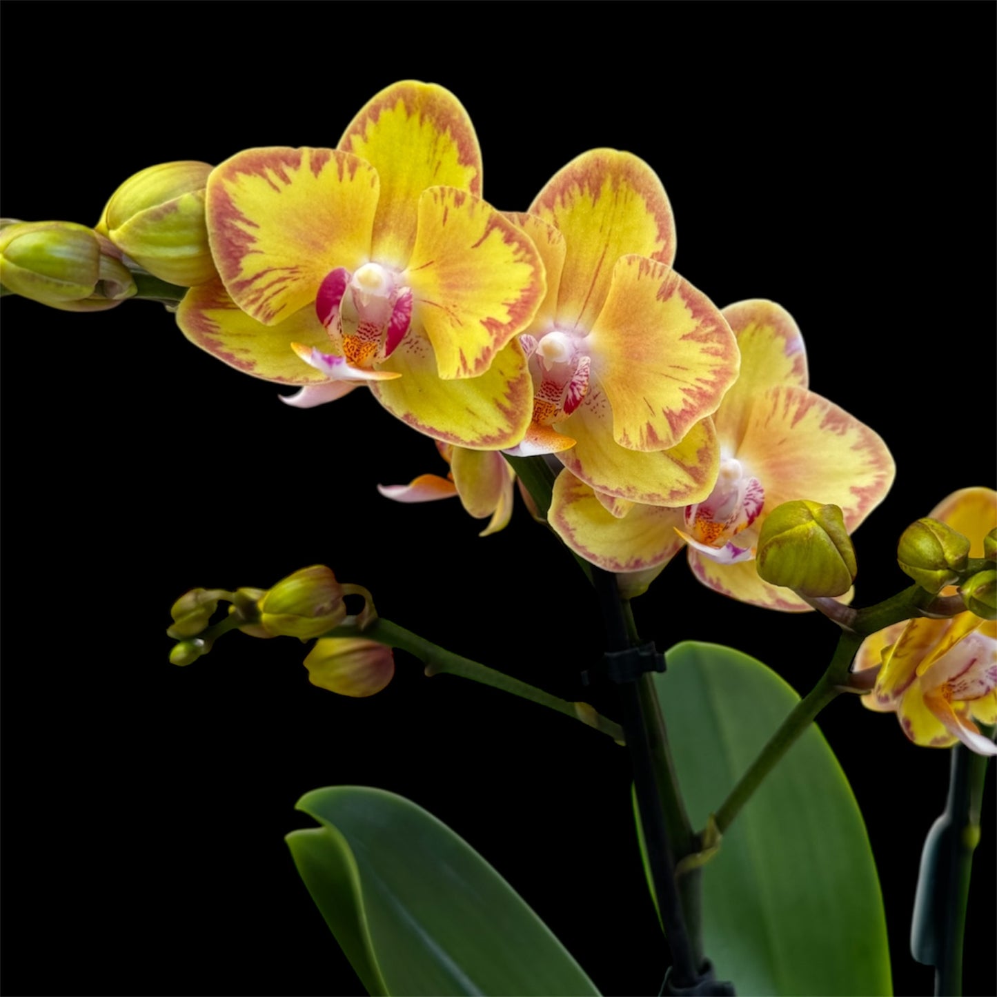 2️⃣4️⃣. Limpopo Orchid – 12cm Nursery Pot – Approx. 40cm Tall – Yellow & Red Patterned Blooms (Pet friendly)