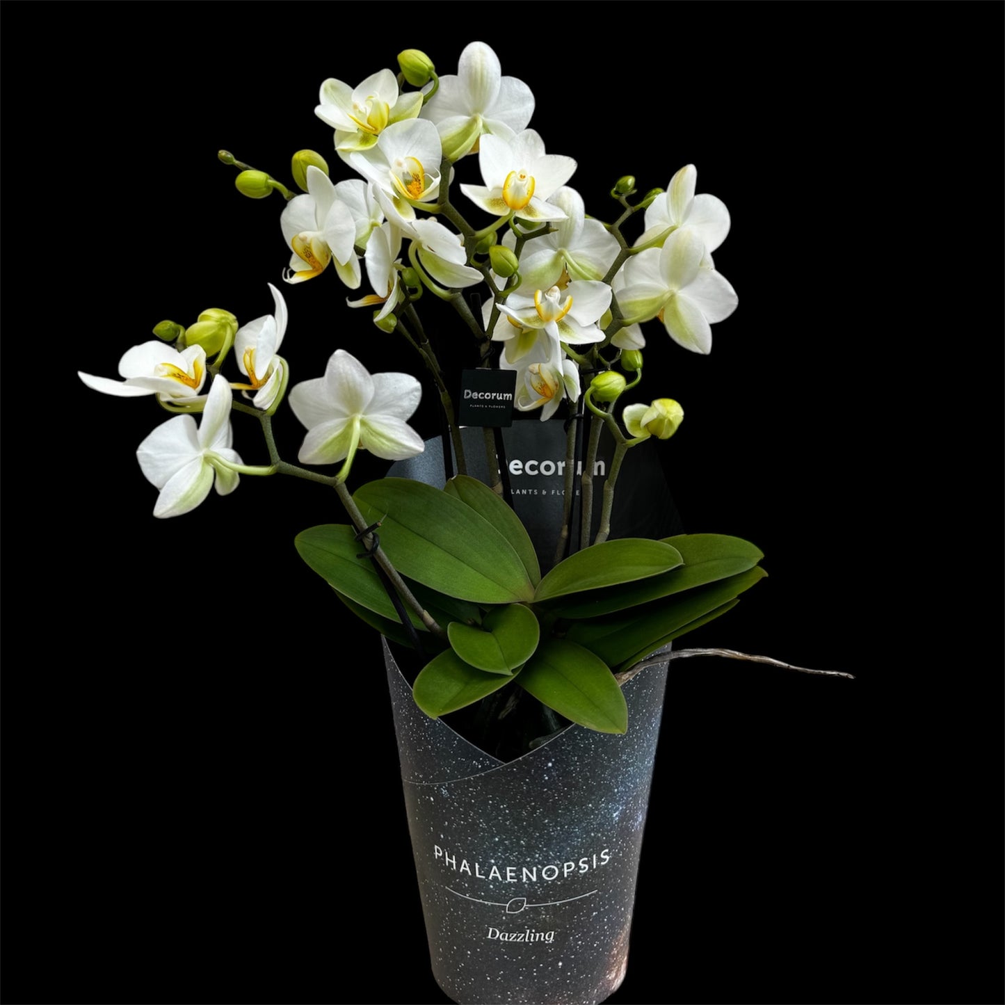 4️⃣2️⃣. Dazzling Collection Phalaenopsis Orchid – Mixed Colours | 35cm Tall | 12cm Nursery Pot