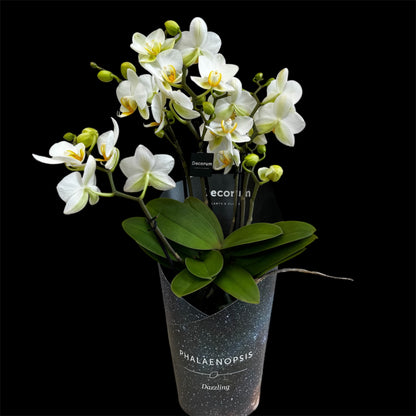 4️⃣2️⃣. Dazzling Collection Phalaenopsis Orchid – Mixed Colours | 35cm Tall | 12cm Nursery Pot
