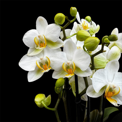 4️⃣2️⃣. Dazzling Collection Phalaenopsis Orchid – Mixed Colours | 35cm Tall | 12cm Nursery Pot