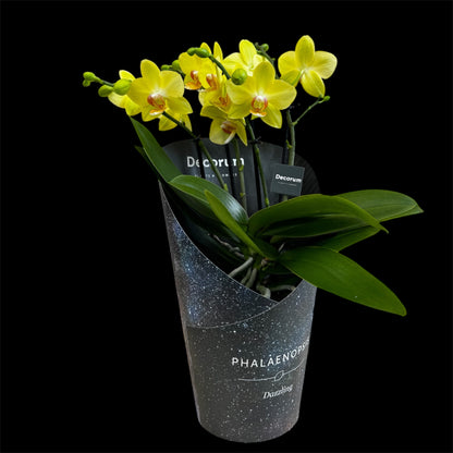 4️⃣2️⃣. Dazzling Collection Phalaenopsis Orchid – Mixed Colours | 35cm Tall | 12cm Nursery Pot