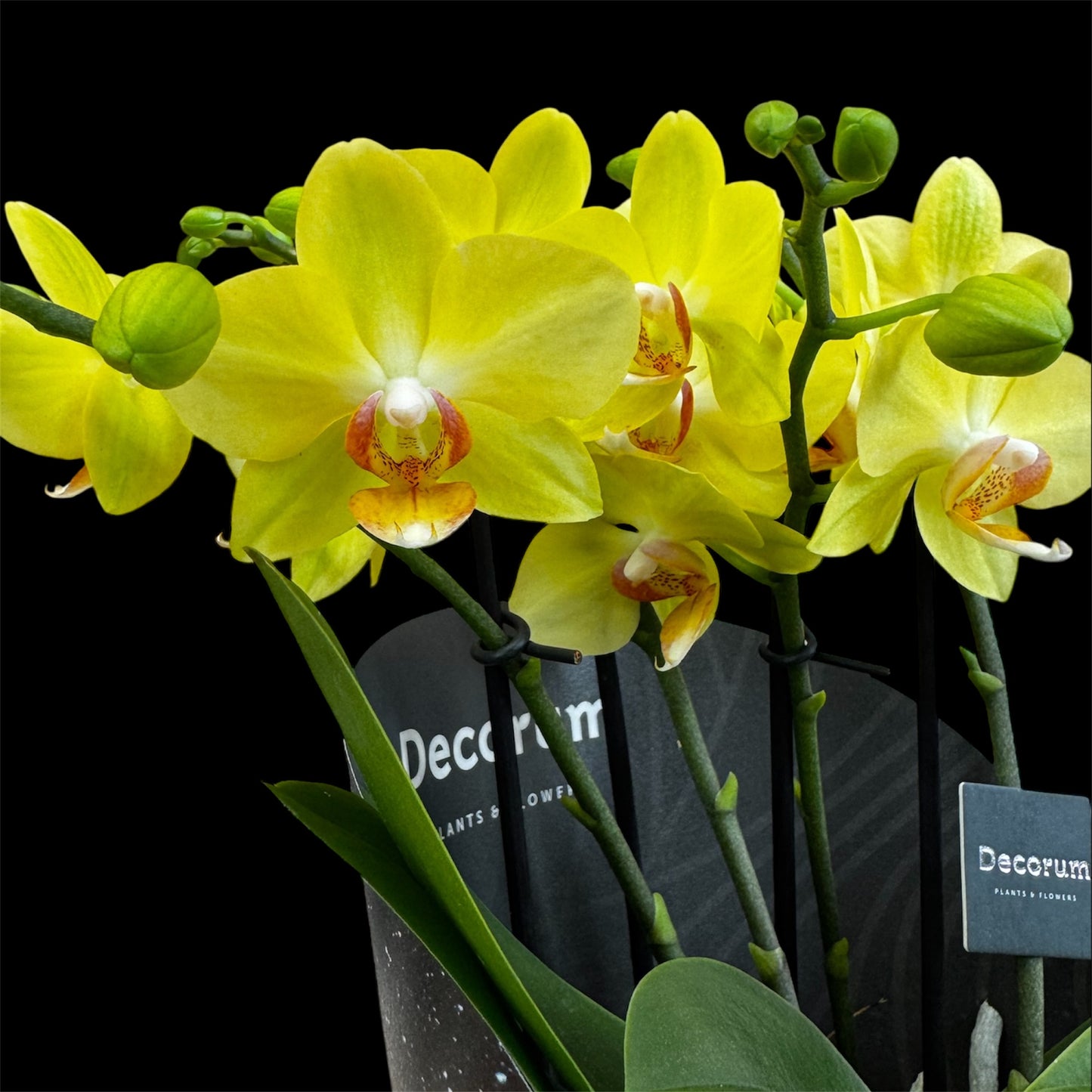 4️⃣2️⃣. Dazzling Collection Phalaenopsis Orchid – Mixed Colours | 35cm Tall | 12cm Nursery Pot